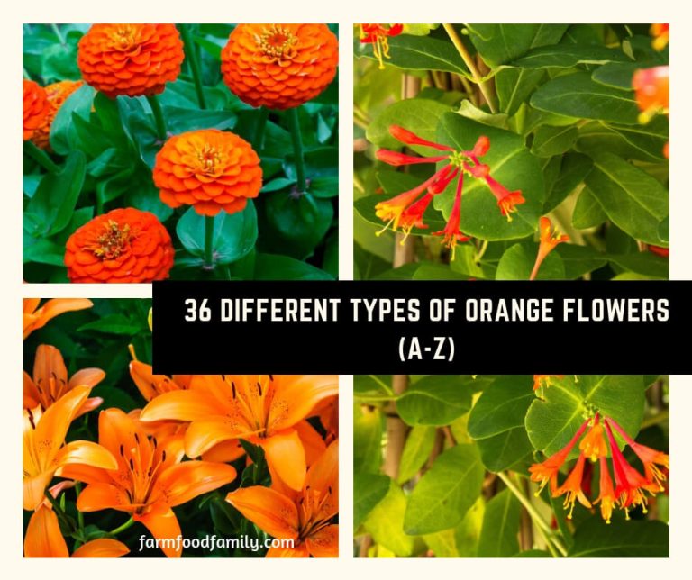 36+ Different Types of Orange Flowers With Names & Pictures (AZ)