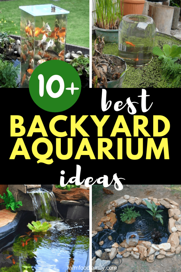 10+ Awesome Backyard Aquarium Ideas & Designs For 2024