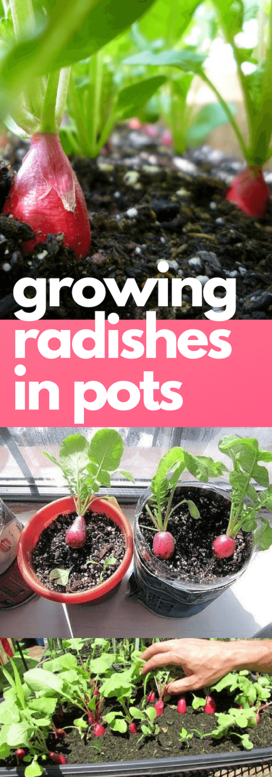 21+ Clever Ideas on How to Grow Veggies and Fruits in Pots