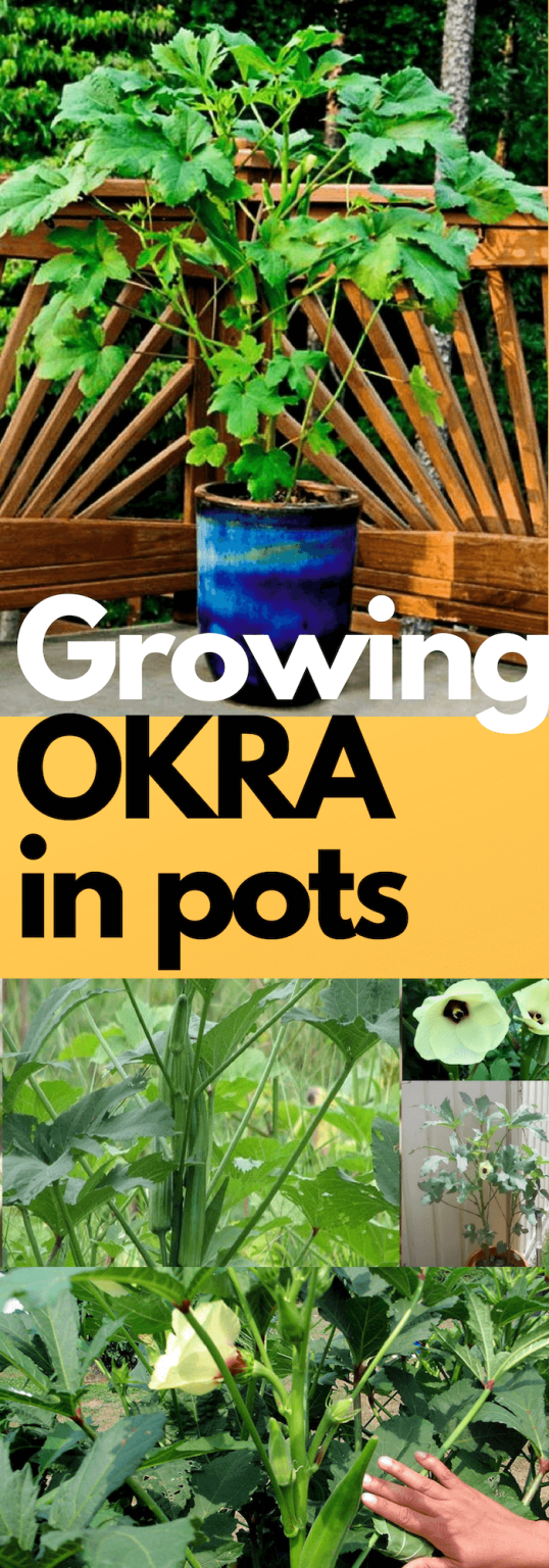 21+ Clever Ideas on How to Grow Veggies and Fruits in Pots