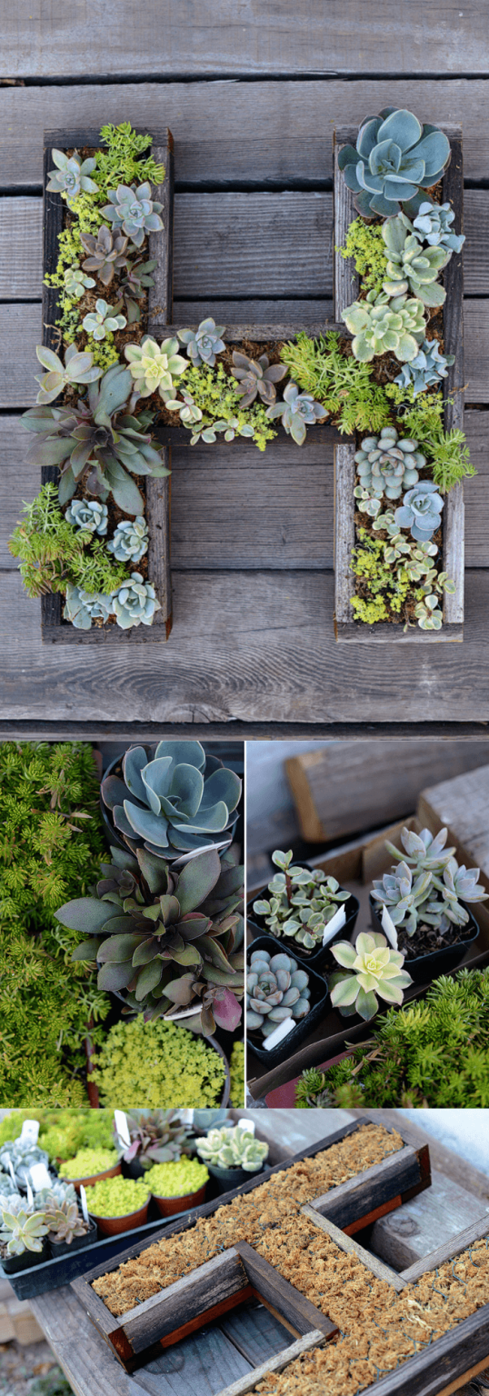 15+ Best DIY Indoor Plant Wall Projects & Ideas For 2024