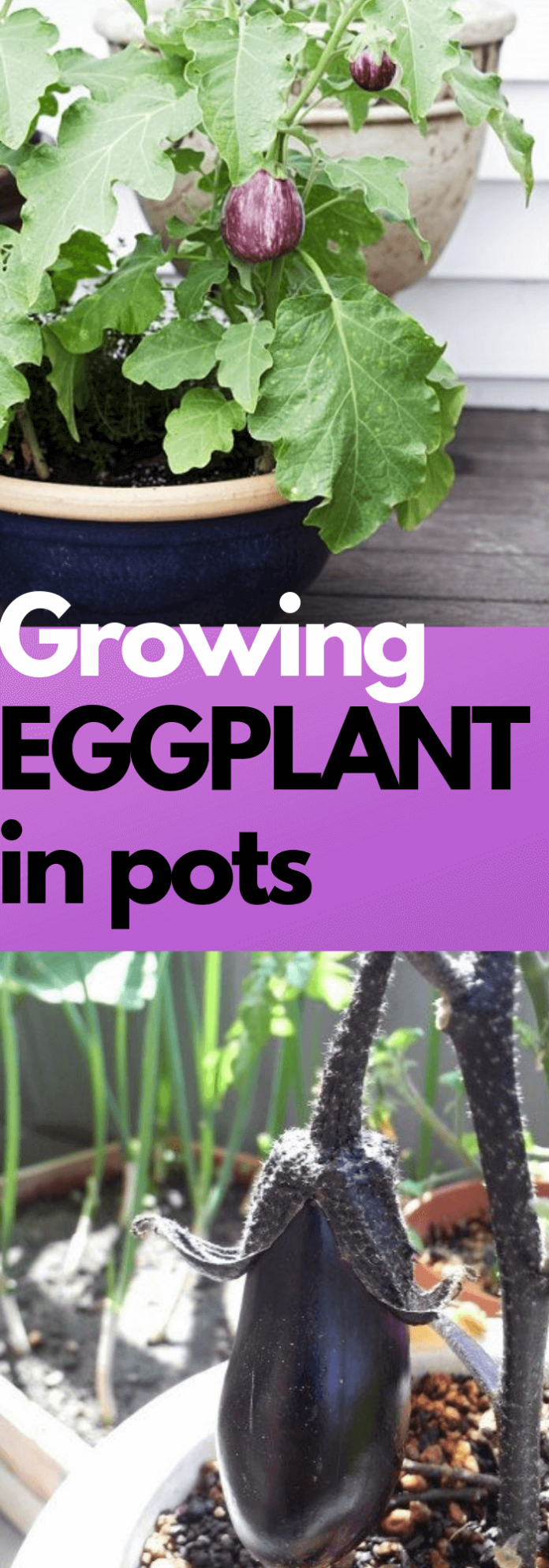 21+ Clever Ideas on How to Grow Veggies and Fruits in Pots