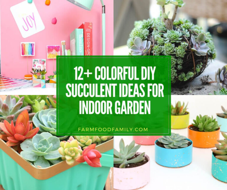 best succulent container garden ideas for indoor garden