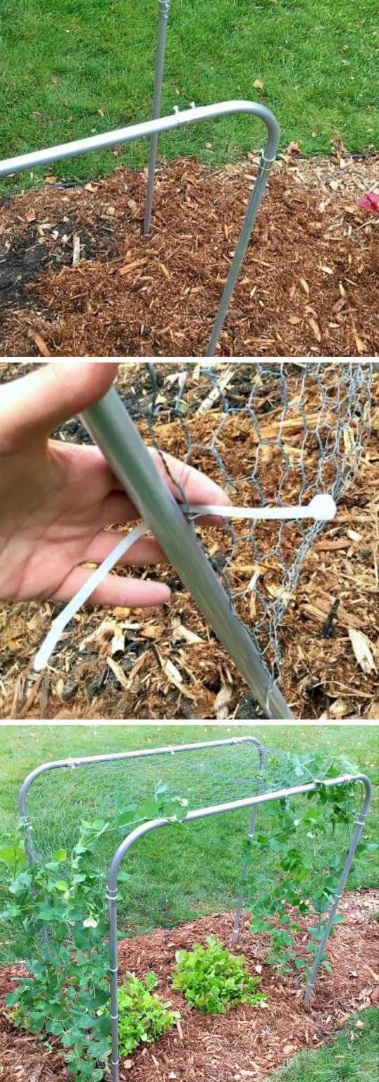 15+ DIY Pea Trellis Ideas for Productive & Beautiful Gardens (2024)