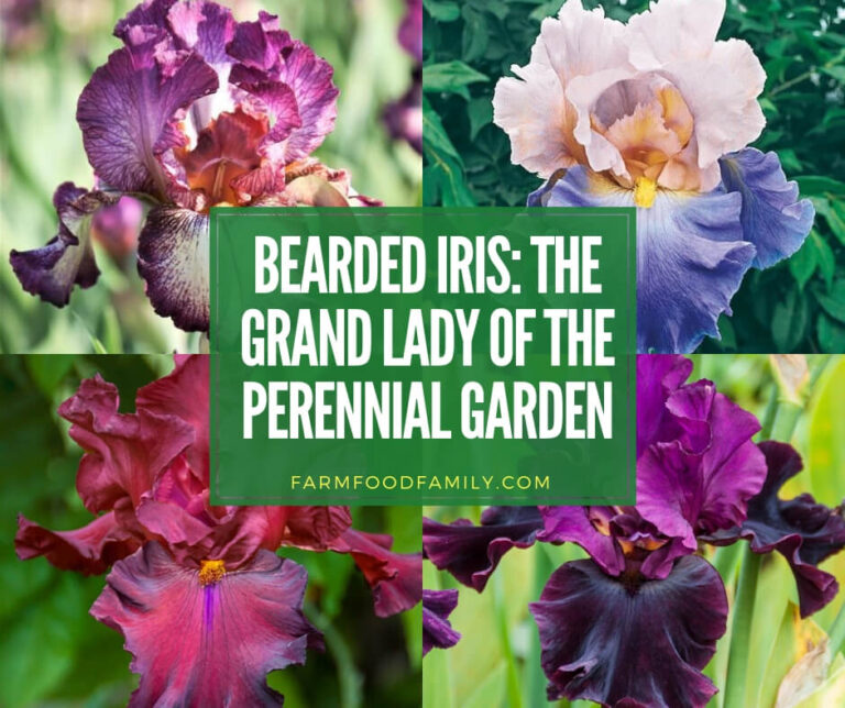 Bearded Iris: The Grand Lady of the Perennial Garden