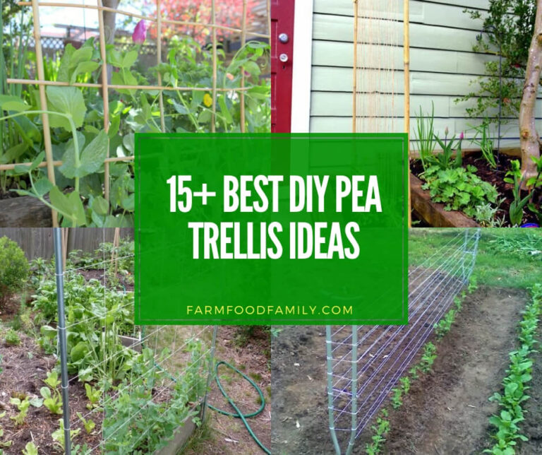 best diy pea trellis ideas