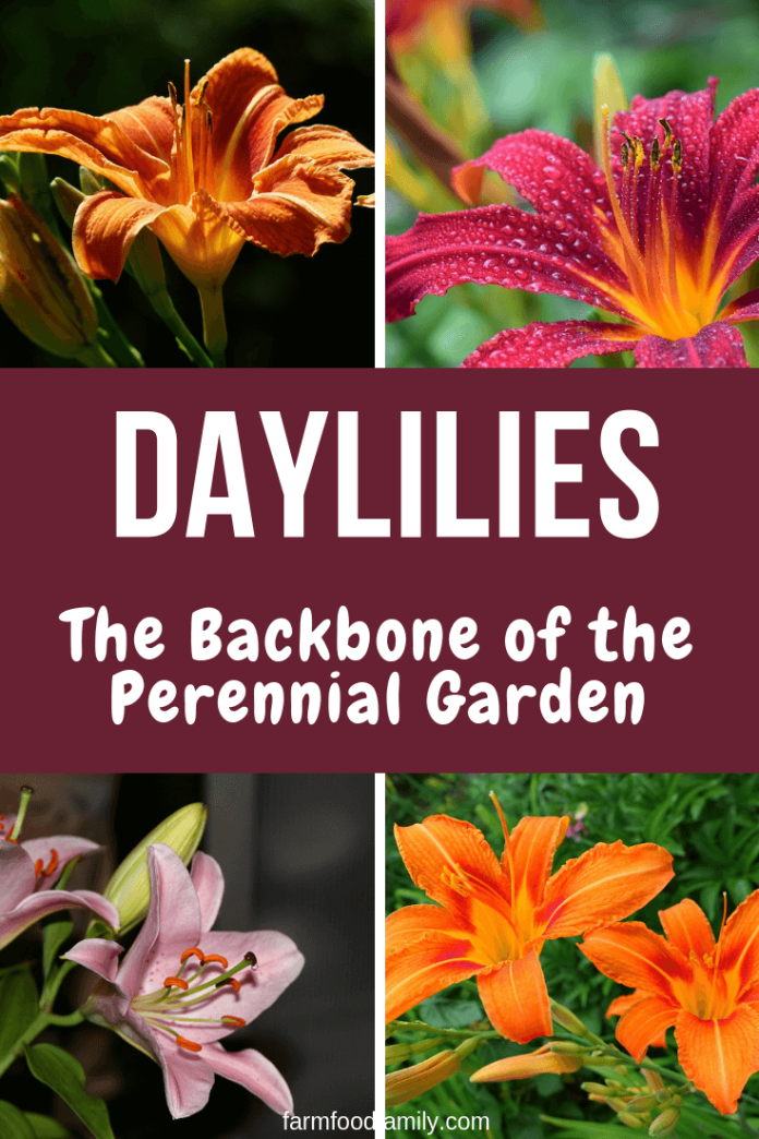 Daylilies The Backbone of the Perennial Garden FarmFoodFamily