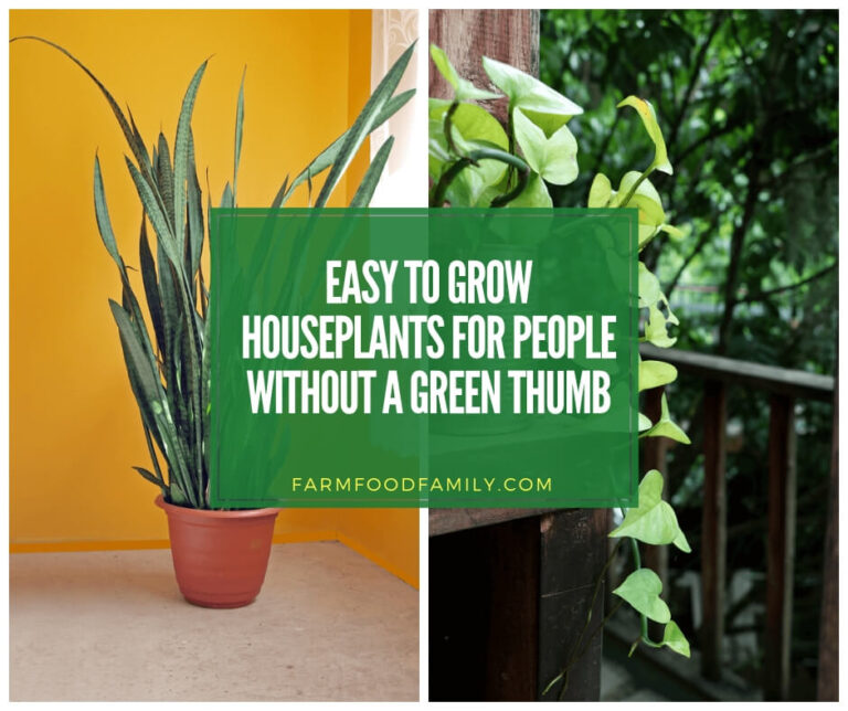 Easy To Grow Houseplants for People Without a Green Thumb