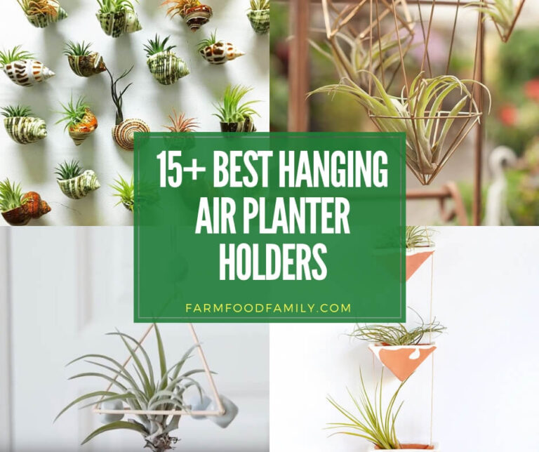 best hanging air plant holder ideas