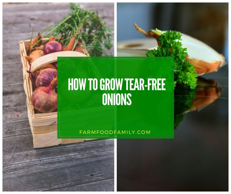 how to grow onions