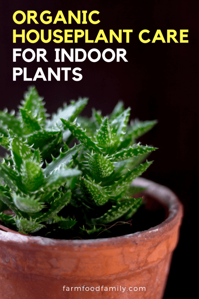Organic Houseplant Care for Indoor Plants FarmFoodFamily