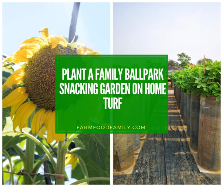 Plant a Family Ballpark Snacking Garden on Home Turf