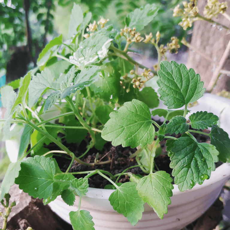 Natural Mosquito Repellents 13 [BEST] Plants That Repel Mosquitoes