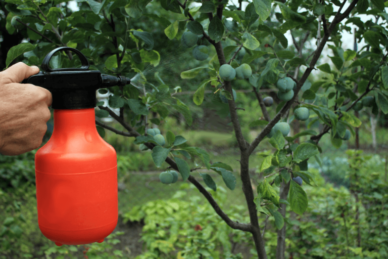 9 Organic Ways To Get Rid Of Gnats and Fruit Flies (Outside, Inside, Plants)