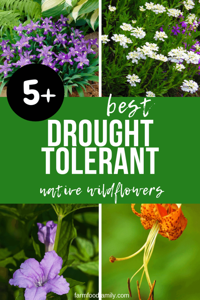5 Drought Tolerant Native Wildflowers FarmFoodFamily