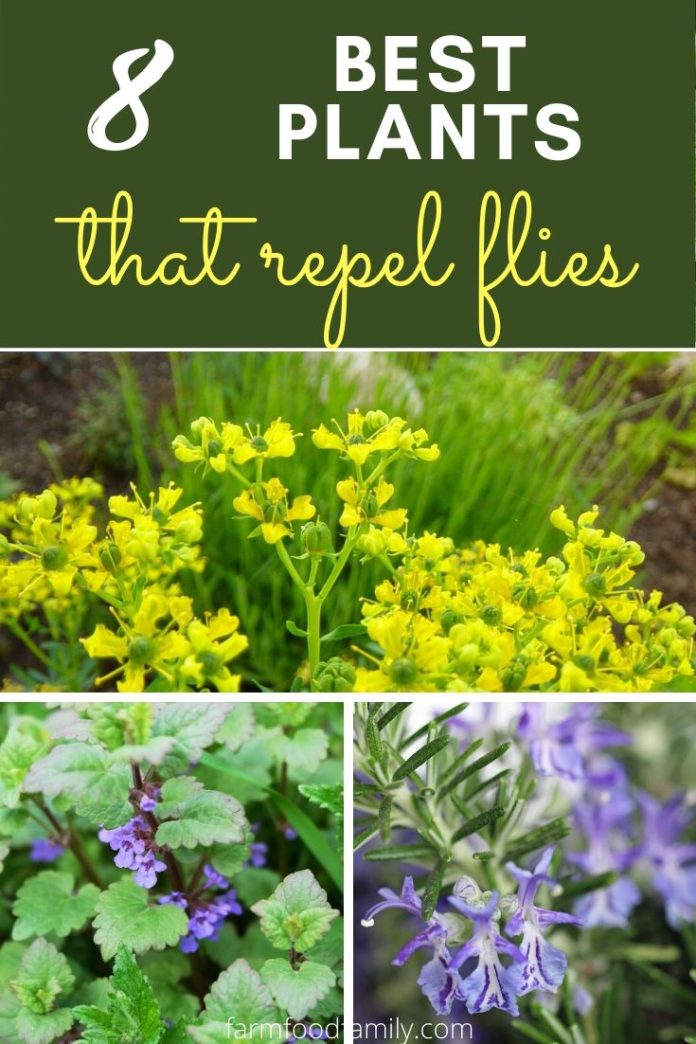 Fly Repellents 10 Best Plants That Repel Flies [Naturally]