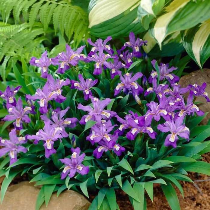 5 Drought Tolerant Native Wildflowers FarmFoodFamily