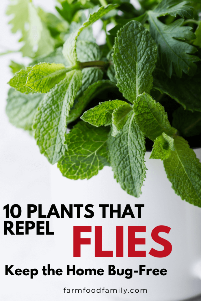 Fly Repellents 10 Best Plants That Repel Flies [Naturally]