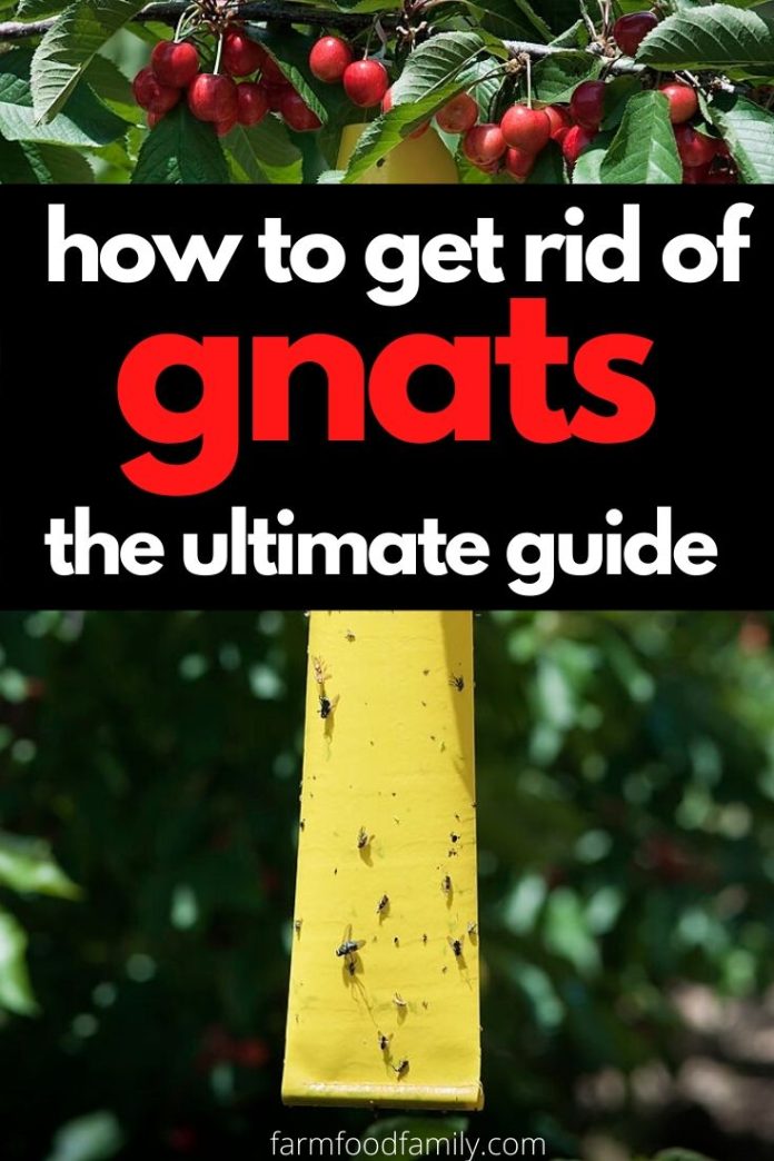 9 Organic Ways To Get Rid Of Gnats and Fruit Flies (Outside, Inside
