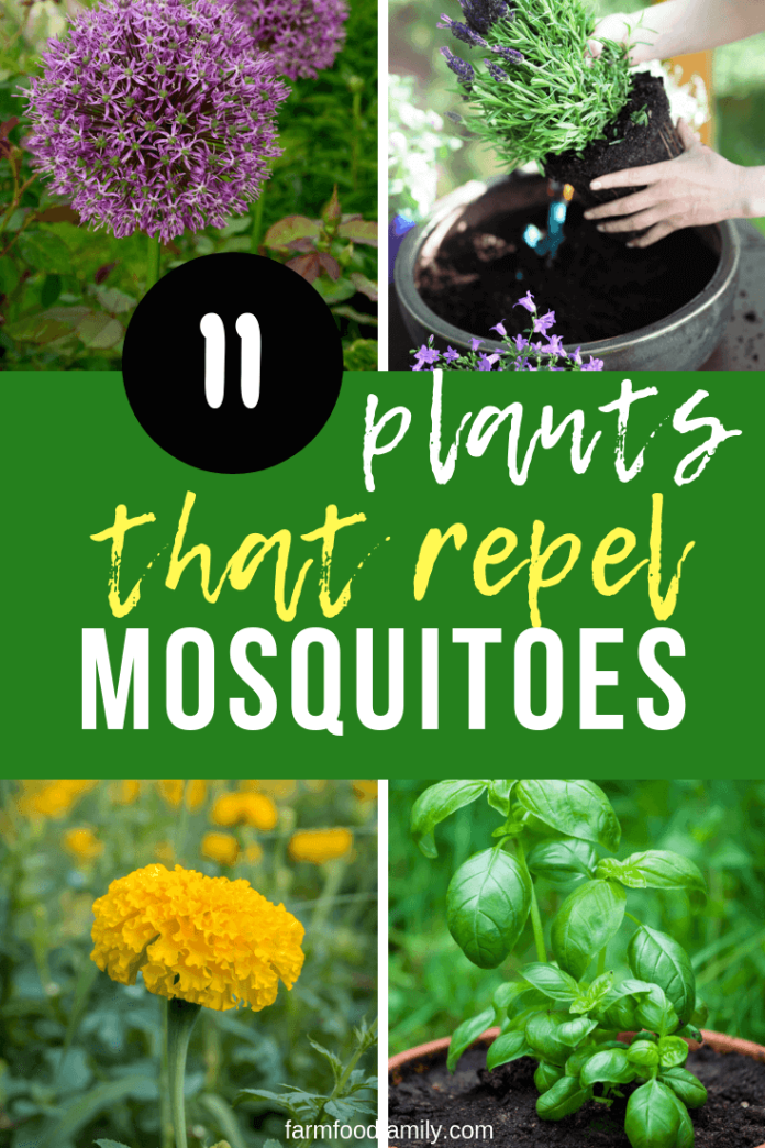Natural Mosquito Repellents 13 [BEST] Plants That Repel Mosquitoes