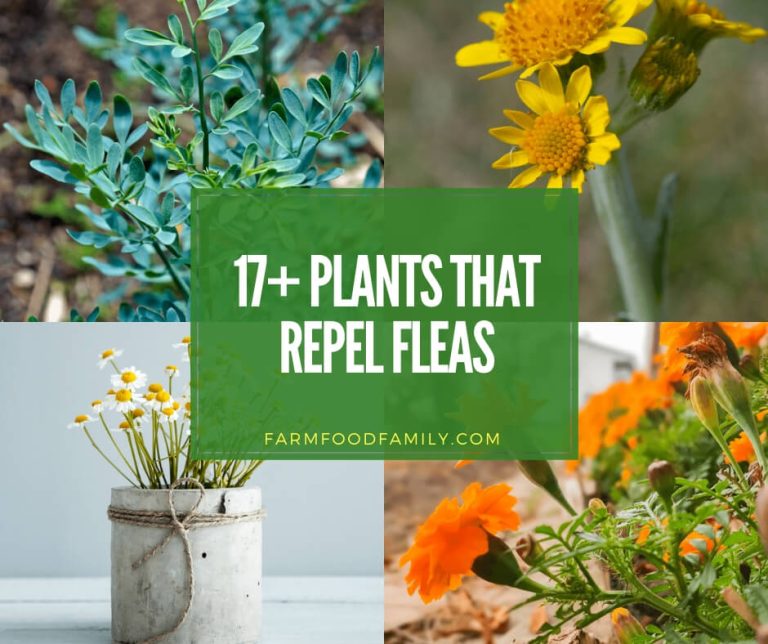 Natural Flea Repellents 17 [BEST] Plants That Repel Fleas