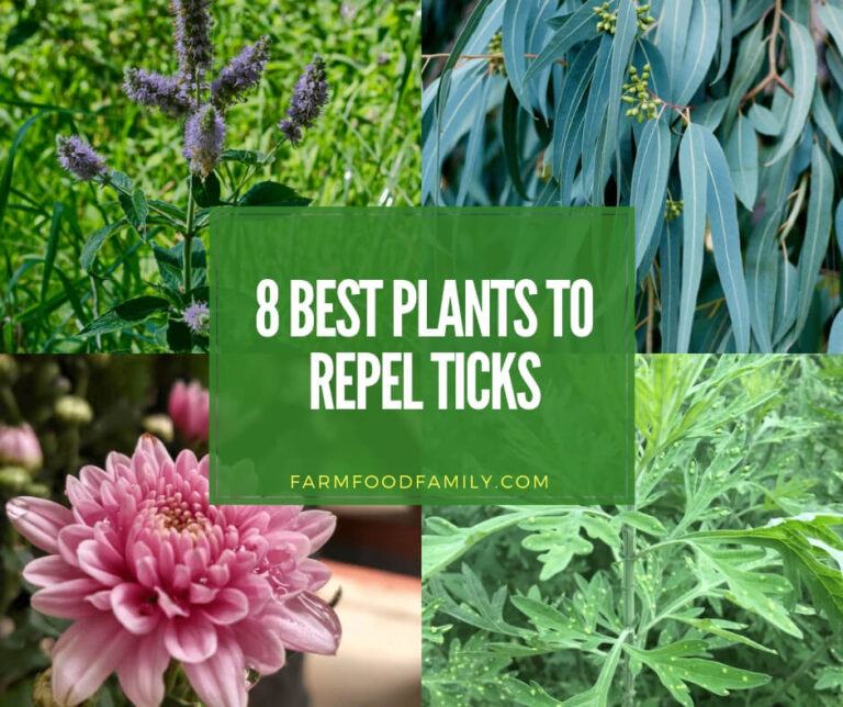 Best plants that repel ticks naturally