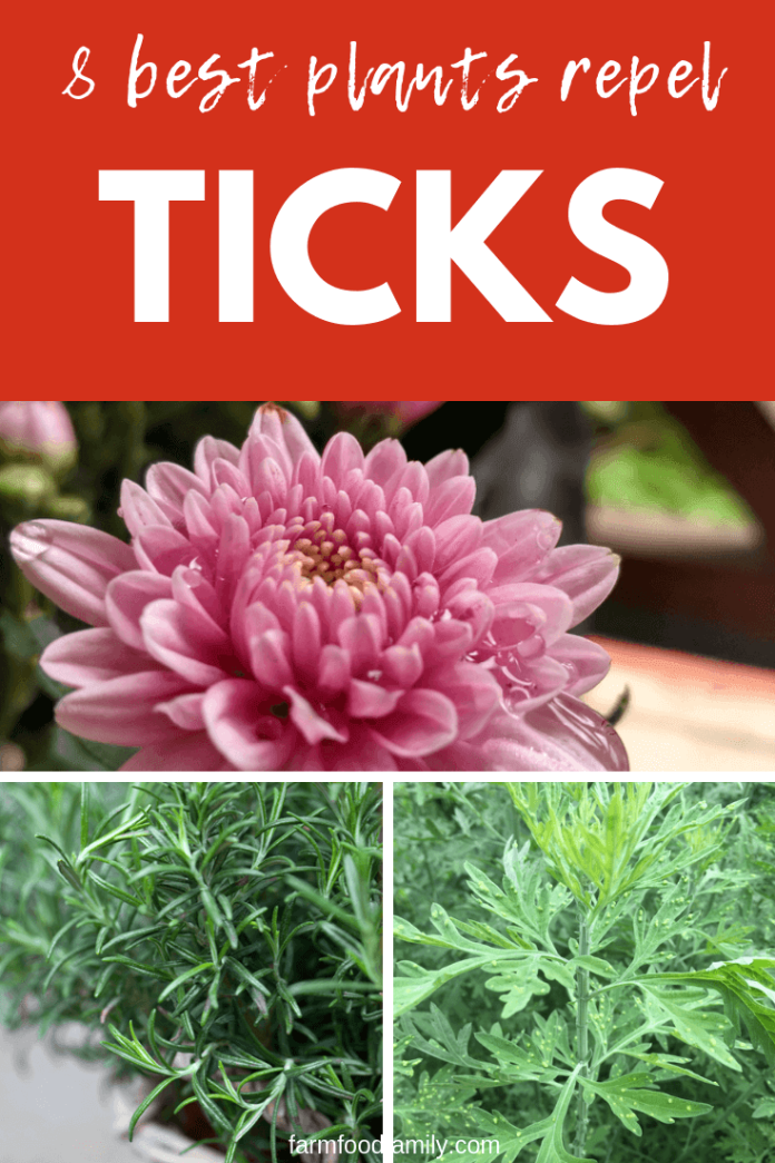 Natural Tick Repellents 8 Plants That Repel Ticks For Humans & Kids