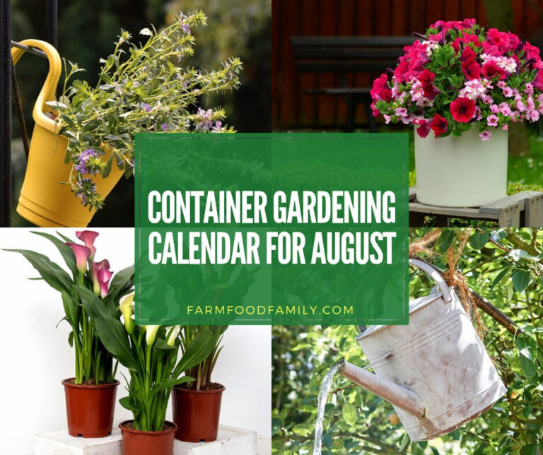 Container gardening calendar for August
