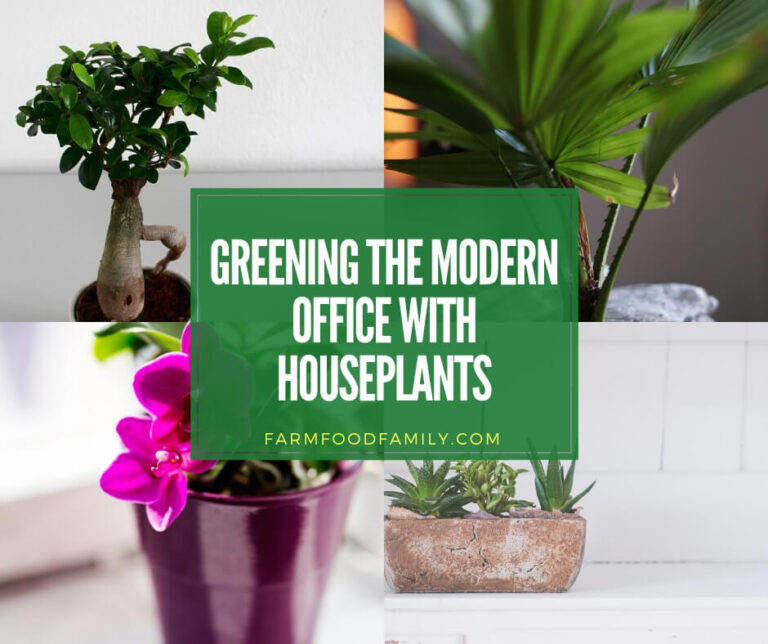 Plants Are Good For Modern Offices and the People who Work in Them
