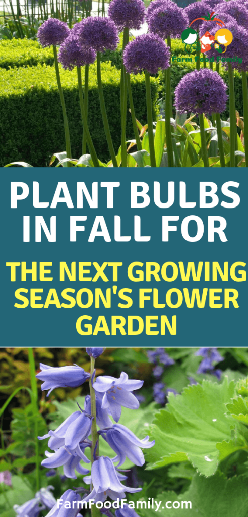 Plant Bulbs in Fall for the Next Growing Season's Flower Garden