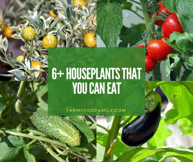 6+ Best Houseplants That You Can Eat (Vegetables, Fruits)