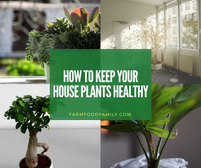 How to keep houseplants healthy