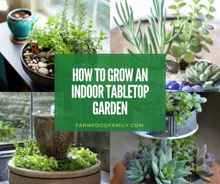 How to Grow an Indoor Tabletop Garden