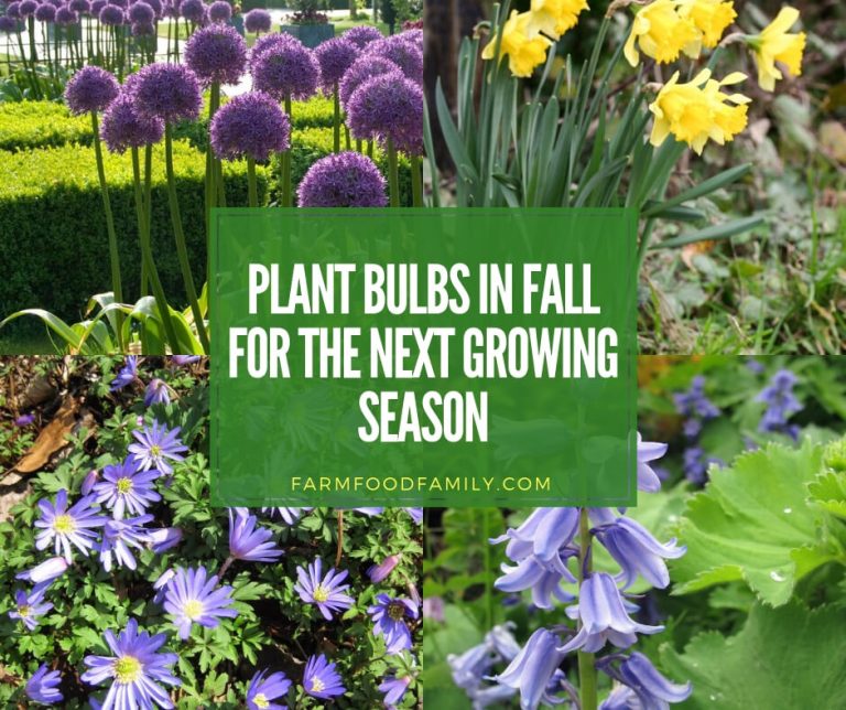 Plant Bulbs in Fall for the Next Growing Season's Flower Garden