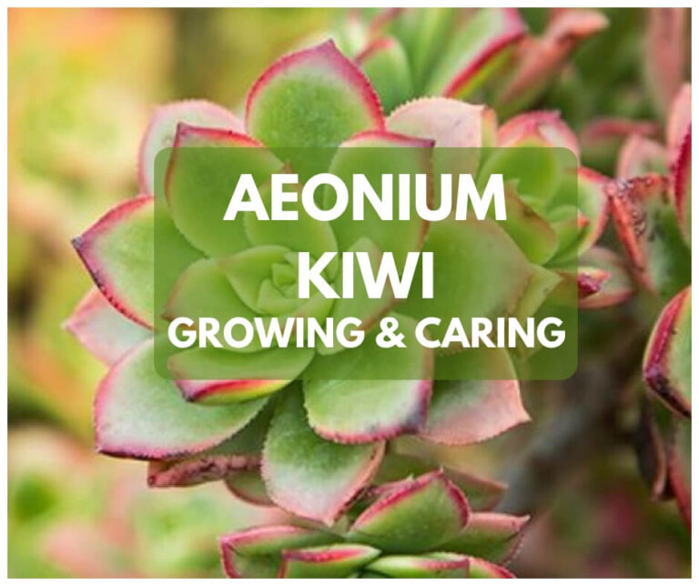 Learn More about the Aeonium Kiwi and How to Grow It