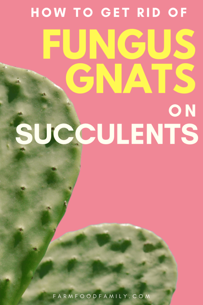5 Natural Ways To Get Rid Of Fungus Gnats on Succulents