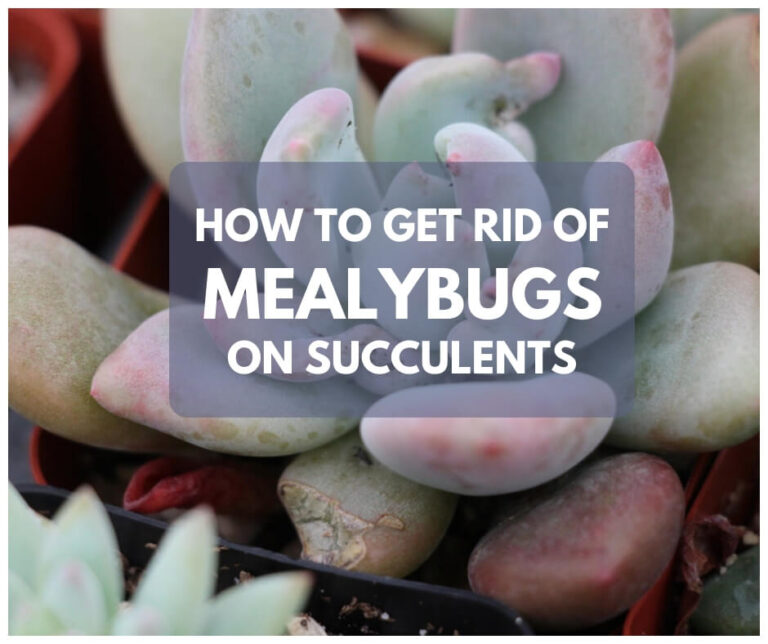How to Get Rid of Mealybugs on Succulents