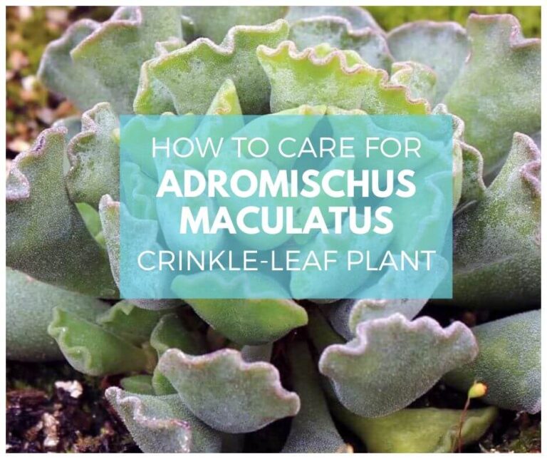 Adromischus cristatus ‘Crinkle-Leaf Plant’: Wiki, Growing, Caring