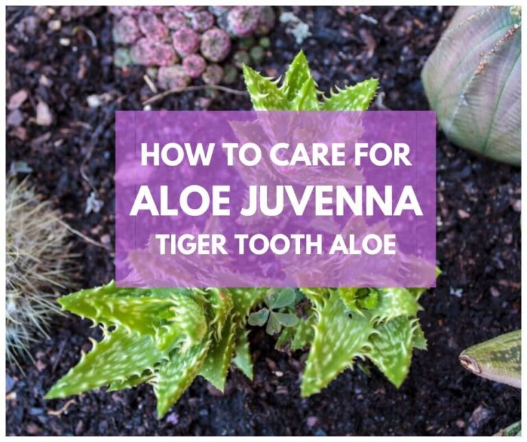 Aloe Juvenna ‘Tiger Tooth Aloe’: Facts, Growing, Care, Problems