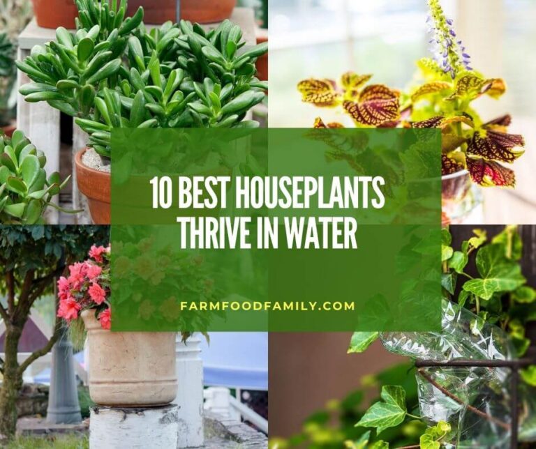 10 Houseplants Without Soil Thrive on Water That You Can Grow At Home