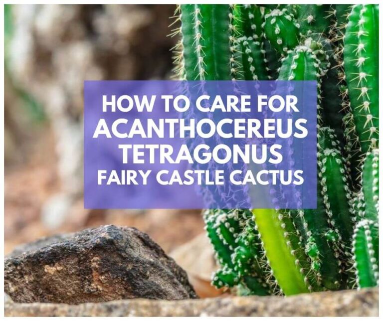 Much Ado about the Acanthocereus Tetragonus ‘Fairy Castle Cactus’ 101