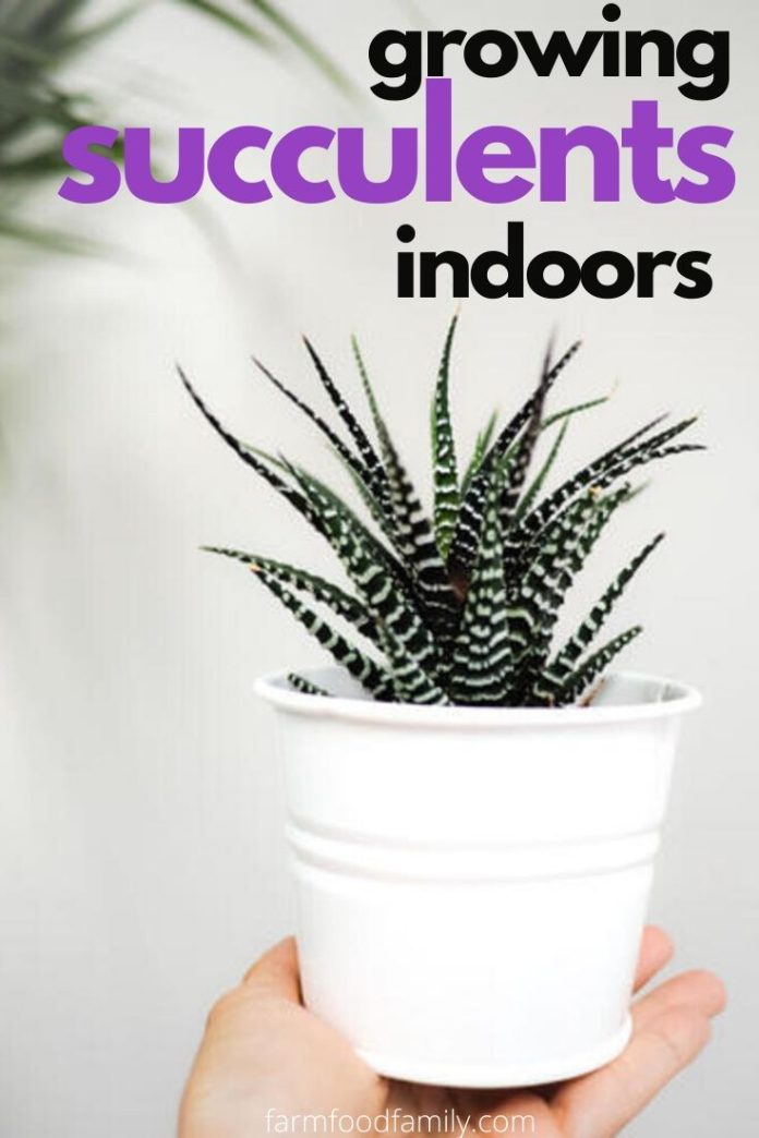 How To Grow and Care for Succulents Indoors (Growing Problems)