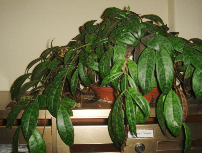 Houseplant Leaves Turn Brown Cause and How To Turn Green Again