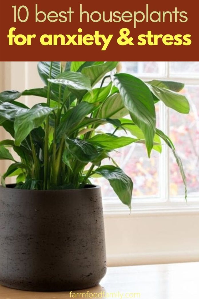 10 Best Houseplants for Depression and Anxiety