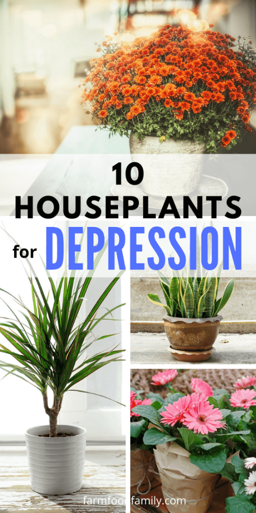 10 Best Houseplants for Depression and Anxiety
