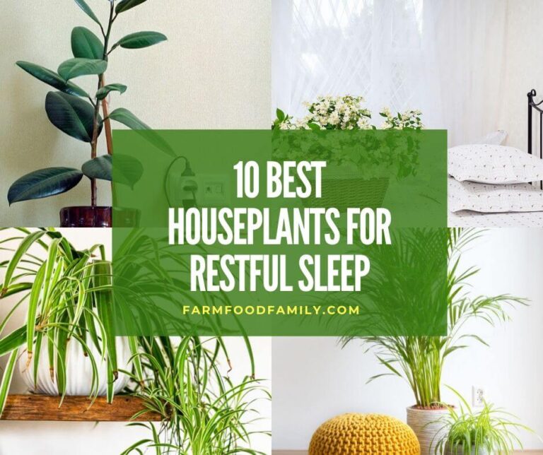 10 Houseplants That Help You Sleep Better