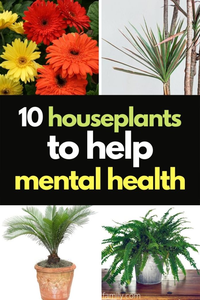 10 Best Houseplants for Depression and Anxiety