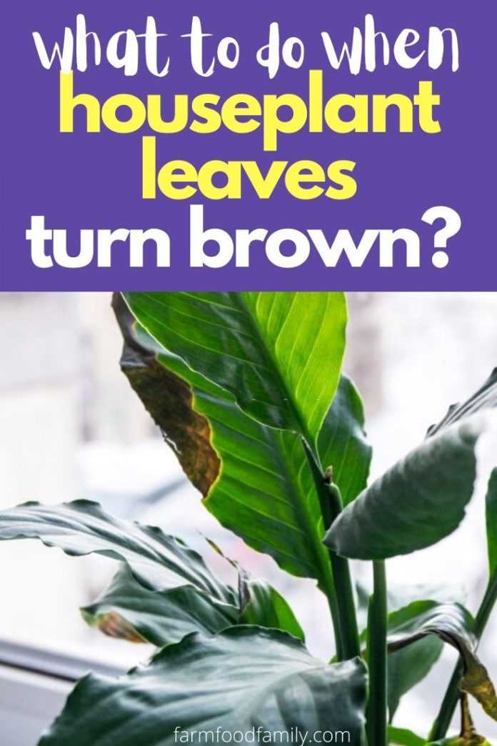 Houseplant Leaves Turn Brown Cause and How To Turn Green Again
