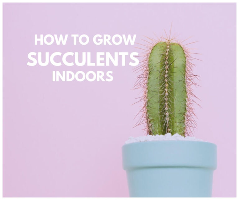 How To Grow Succulents Indoors