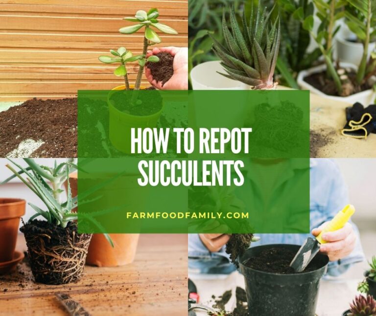 Repotting Succulents: When and How To Repot Succulents